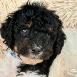 Stormy - Parti male Poodle puppy in Lakeland, Florida from Gulfside Poodles