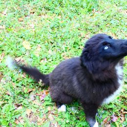 Siberian Husky Puppies from Blue Moon Siberian Husky Haven