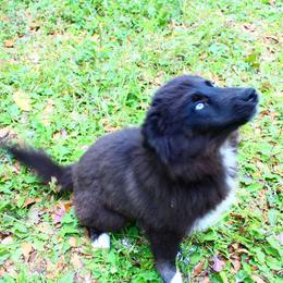 Siberian Husky Puppies from Blue Moon Siberian Husky Haven