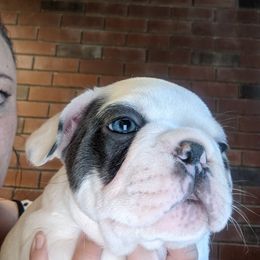 French Bulldog Puppies from Mon Chien Frenchies