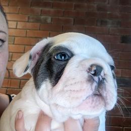 French Bulldog Puppies from Mon Chien Frenchies