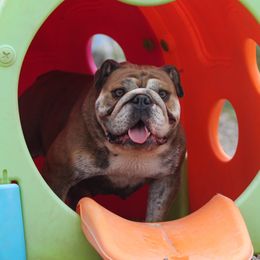 Celeste - Bulldog
