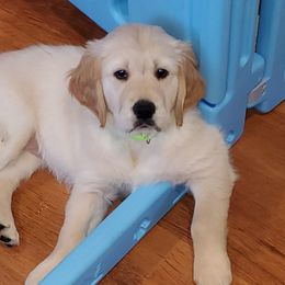Mika - Golden Golden Retriever puppy in Wichita Falls, Texas from Texas Gold Rush
