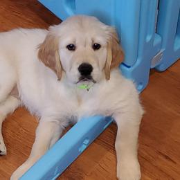 Mika - Golden Golden Retriever puppy in Wichita Falls, Texas from Texas Gold Rush