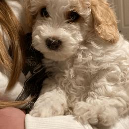 Cavapoo and Poodle Puppies from Happy Tails Poods and Doods