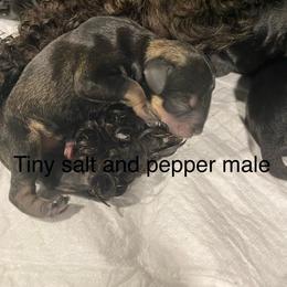 7. Tiny salt and pepper make - Salt and pepper male Miniature Schnauzer puppy in Ravensdale, Washington from Serenity Schnauzers
