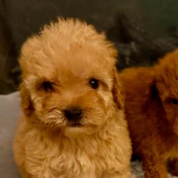 Kanga - Apricot female Goldendoodle puppy in Pensacola, Florida from Goldendoodles Love You in Pensacola Friend Edition
