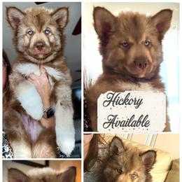 Hickory - Red and white male Siberian Husky puppy in Florence, Kentucky from Moonlight Howl Huskies