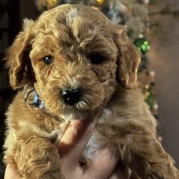 Bolt - Apricot male Goldendoodle puppy in Arcadia, Florida from KnuDawn Goldendoodles and Cavapoos
