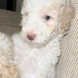 Goldendoodle and Labradoodle Puppies from Oodles of doodles nw ga