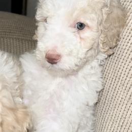 Goldendoodle and Labradoodle Puppies from Oodles of doodles nw ga