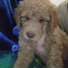 Labradoodle Puppies from Hills labradoodles