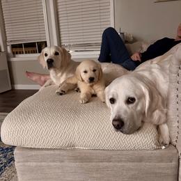 Golden Retriever Puppies from Mule City Kennels
