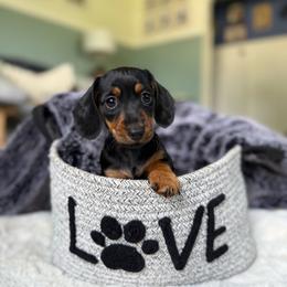 Dash - Black and tan male Dachshund puppy in Toledo, Illinois from Mountjoy Dachshunds