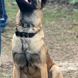Dutch Shepherds from Ironcore K9