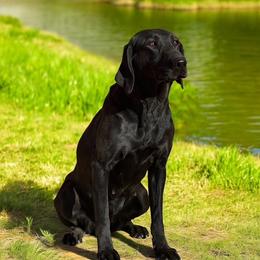 Harley - Labrador Retriever