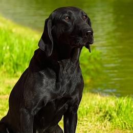 Harley - Labrador Retriever