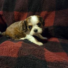 Unusual boy 4 - Tri-color male Cavalier King Charles Spaniel puppy in Charity, Missouri from Missouri. Cavaliers