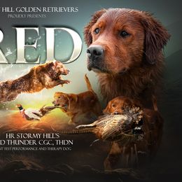 Red - Golden Retriever