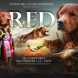 Red - Golden Retriever
