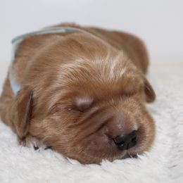 Australian Shepherd and Golden Retriever Puppies from Sterling Valleys Goldens and Aussies