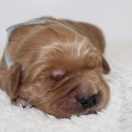 Australian Shepherd and Golden Retriever Puppies from Sterling Valleys Goldens and Aussies