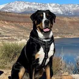 Greater Swiss Mountain Dog puppies from Alpenblick