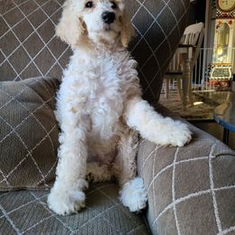 Poodle Puppies from Hickory Hills Poodles