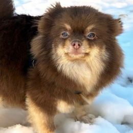 Mocha - Pomeranian