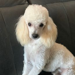 Puffy - Poodle