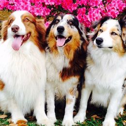 Australian Shepherd puppies from Oasis Australian Shepherd