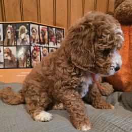 Bernedoodle and Goldendoodle Puppies from 4goldendoodles
