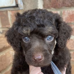 Gray collar - Phantom male Poodle puppy in Huntsville, Alabama from Flint River Poodles