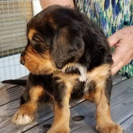 Otterhound Puppies from Crossroads Otterhounds