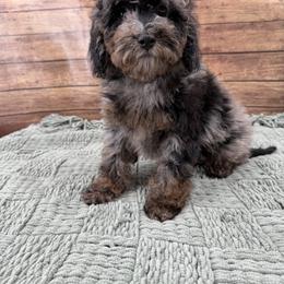 Rudy - Merle male Cockapoo puppy in Beresford, South Dakota from DAKOTA DOOD RANCH
