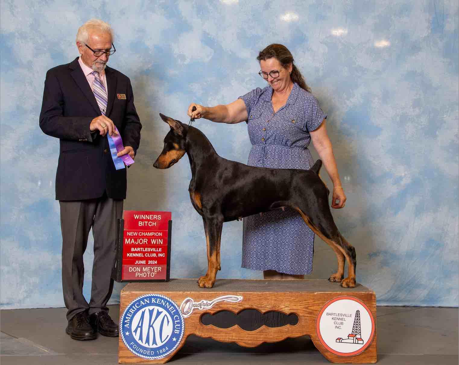 Doberman Pinschers from Indah Lux Dobermans