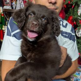 Mercedes - Brown and white female Aussiedoodle puppy in Coulee City, Washington from Mr and Mrs Doodle Farm