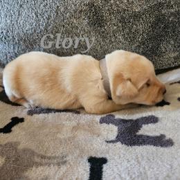 Glory-grey collar - Yellow female Labrador Retriever puppy in Davenport, Washington from LynnDee's Kennel