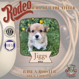 Boy 1 - Red male Pembroke Welsh Corgi puppy in Elberta, Utah from 3F Farms- Pembroke Welsh Corgis and Irish Wolfhounds