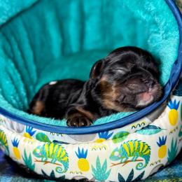 White Collar - Black and tan female Cavalier King Charles Spaniel puppy in Somerset, California from Cantina Labs and Cavs