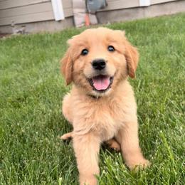 White Collar - Golden male Golden Retriever puppy in Mountain Home, Idaho from Poppy's Garden Golden Retrievers