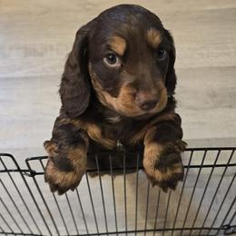 Boy 1 - Chocolate and tan male Dachshund puppy in Oklahoma from DRB Dachshunds