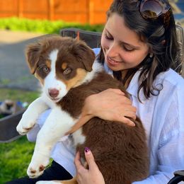 Australian Shepherd Puppies from Whiteley Way Australian Shepherds