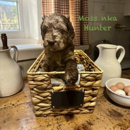 Goldendoodle Puppies from Serenity Goldendoodles