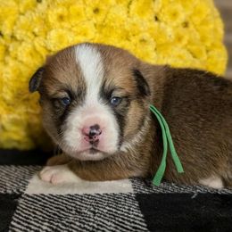 Green Female - Sable female Pembroke Welsh Corgi puppy in Mcarthur, Ohio from Bentley Corgis LLC