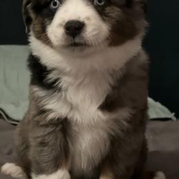 Miniature American Shepherd Puppies from Little Loves Farm