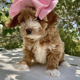 Goldendoodle Puppies from Paddington Doodles