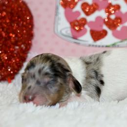 Olaf - Dapple male Dachshund puppy in Bellville, Ohio from JK Mini Doxies