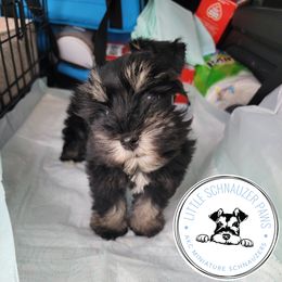 Patsy  - Miniature Schnauzer