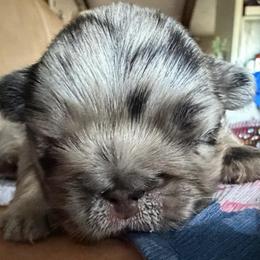 Stormy - Black and white female French Bulldog puppy in Shakopee, Minnesota from Fishie's Frenchies